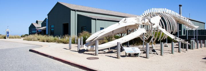 A large whale skeleton sits in front of a building.