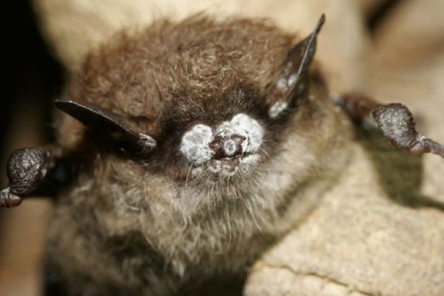A deadly fungus is killing millions of bats in the U.S. Now it’s in California