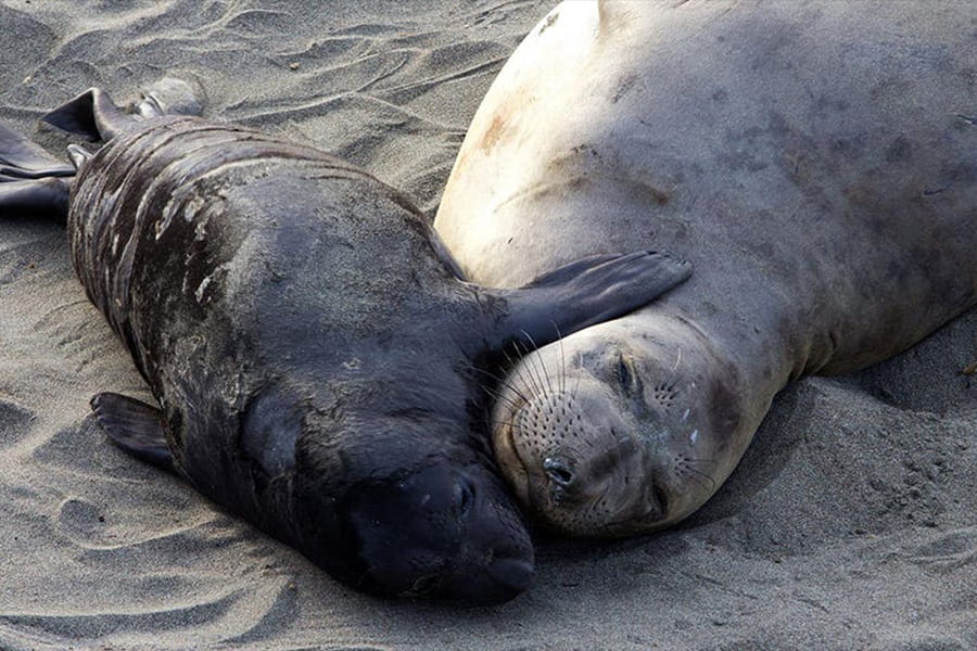 New book chronicles more than 50 years of elephant seal research at Año Nuevo Reserve