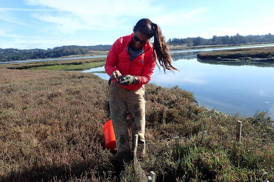 A study in Elkhorn Slough reveals the increasing threat of climate change to salt marshes.