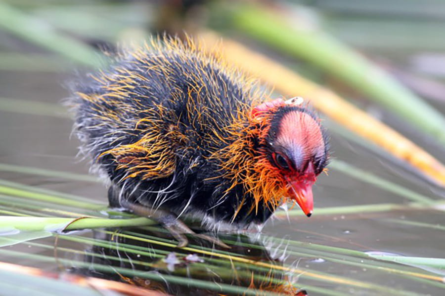 The mysterious case of the ornamented coot chicks has a surprising explanation