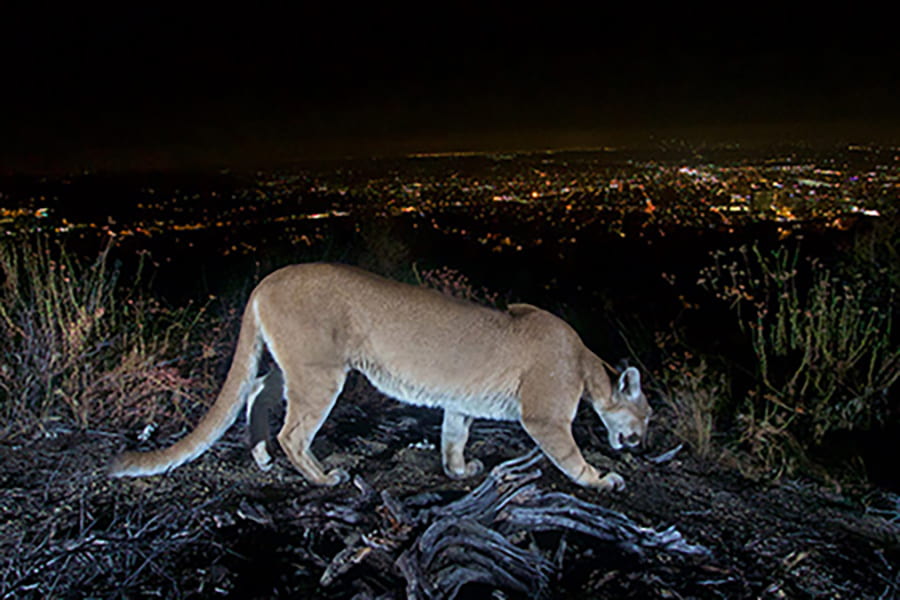 Genome sequencing could help save pumas from inbreeding