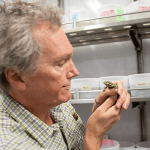 Barry Sinervo holds a lizard in his laboratory