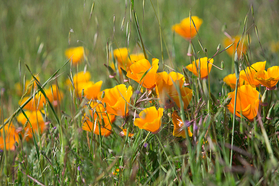 california poppies on UCSC campus, spring 2020