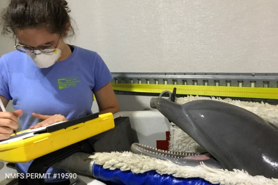 Marine mammals show off their training in evacuation from Long Marine Lab