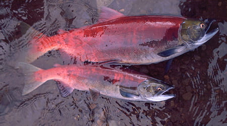Alaska’s salmon are getting smaller, affecting people and ecosystems