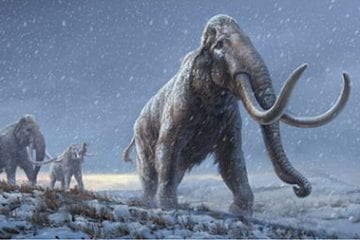 Oldest DNA ever sequenced reveals how mammoths evolved