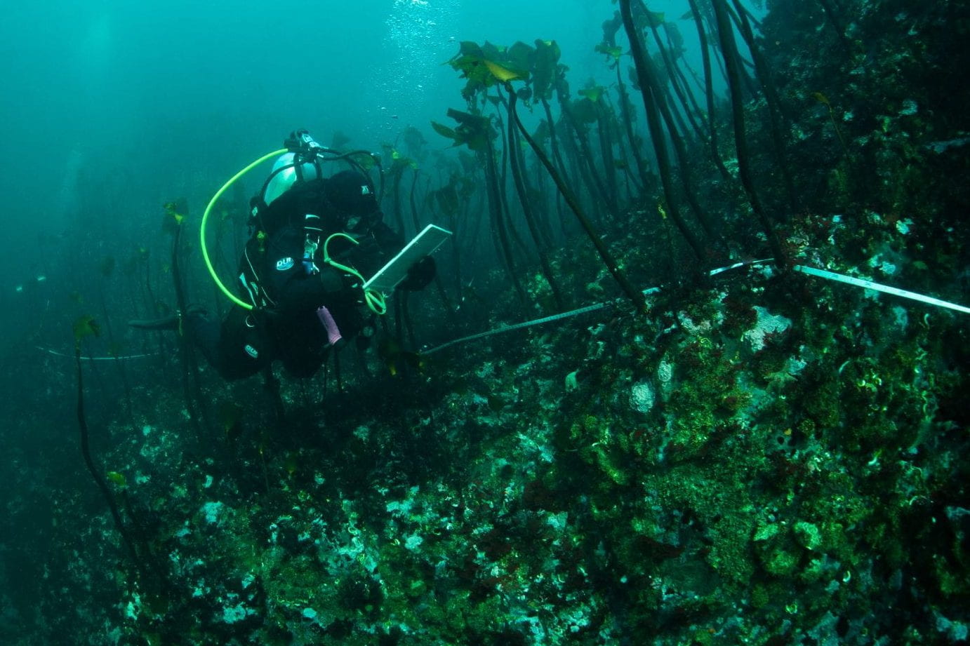 The collapse of Northern California kelp forests will be hard to reverse