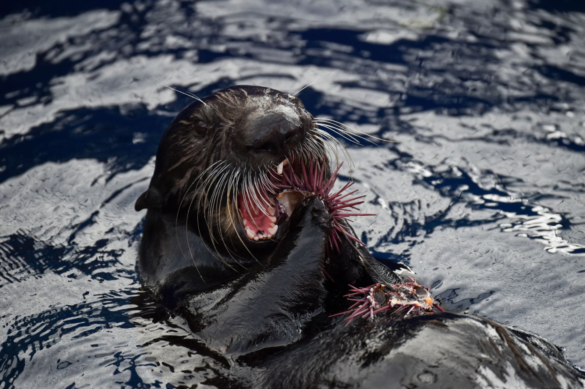 Sea otters maintain remnants of healthy kelp forest amid sea urchin barrens
