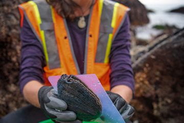 Researchers rescue endangered black abalone buried by debris flows