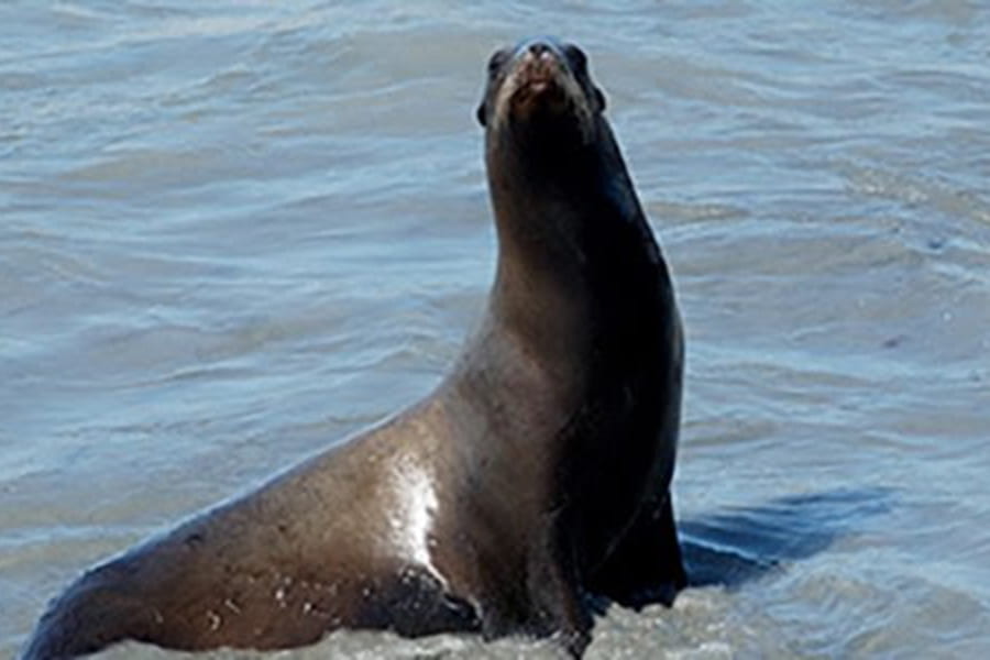 When humans disturb marine mammals, it’s hard to know the long-term impact