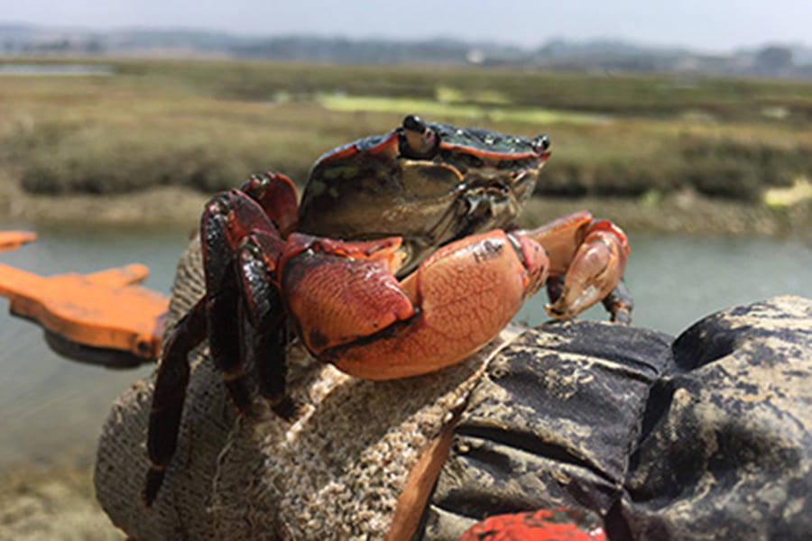 Salt marsh resilience compromised by crabs along tidal creek edges