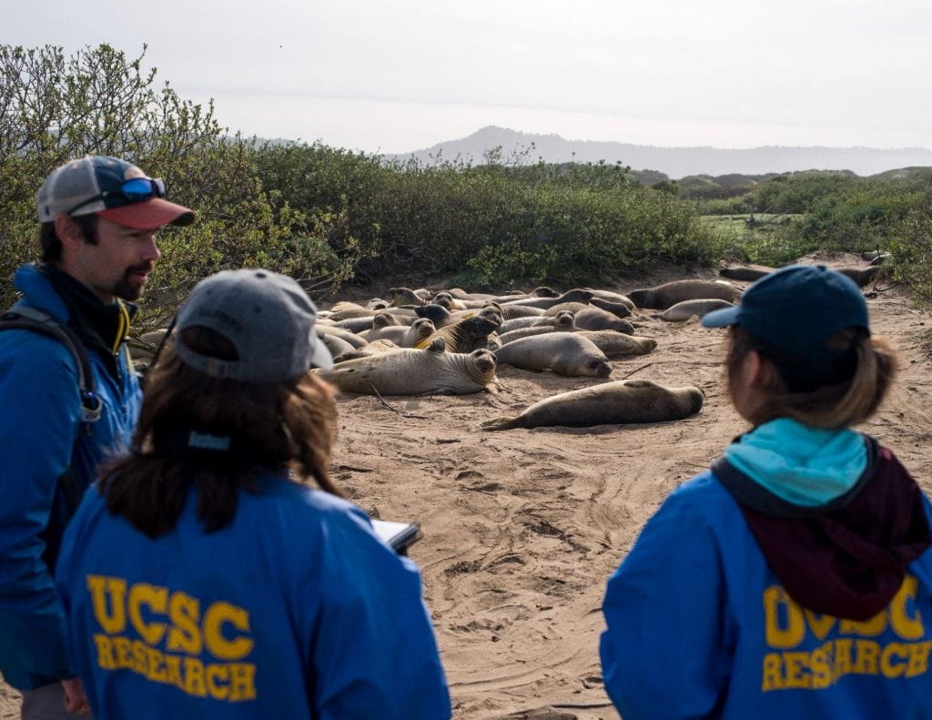 Students stand in front of elephant seals who are resting on the beach. Their jackets read "UCSC research."