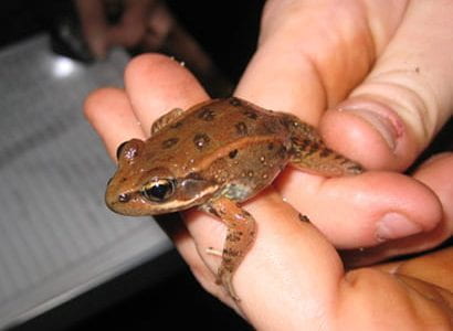 Enhanced wetland on UCSC’s Coastal Science Campus will benefit threatened frogs