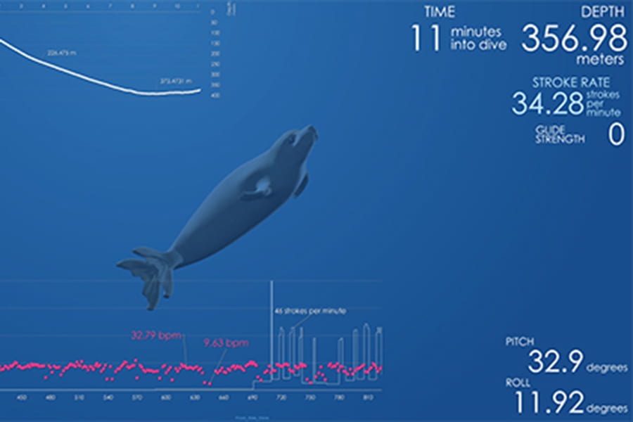 Data-driven animations of marine mammals combine biology, art, and computation