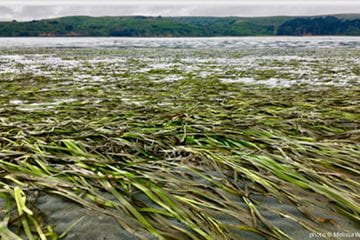 Seagrass restoration study shows rapid recovery of ecosystem functions