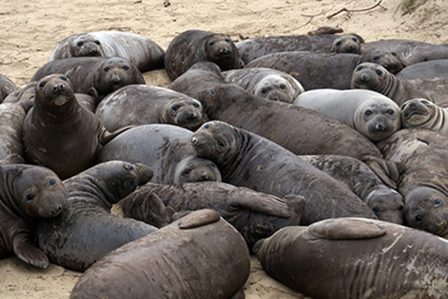 Long-term study of elephant seal reproduction shows population’s resilience