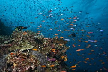 Report provides guide to funding for coral reef restoration projects for risk reduction