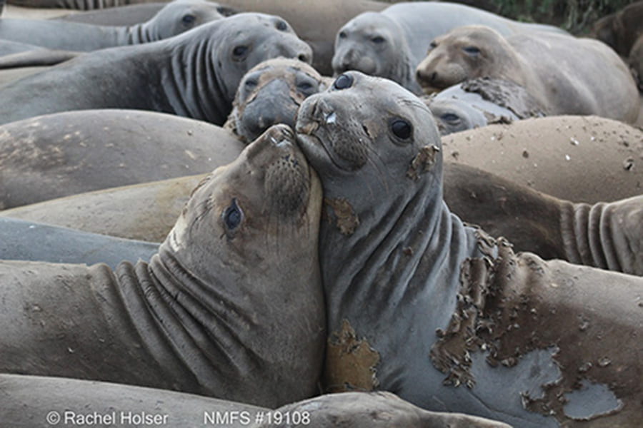 Data from elephant seals reveal new features of marine heatwave ‘the Blob’