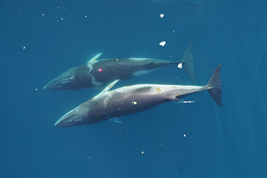 Minke whales are the smallest of the rorqual group of baleen whales, which use a “lunge feeding” strategy to capture large amounts of small prey such as krill. (Image credit: Duke Marine Robotics and Remote Sensing)