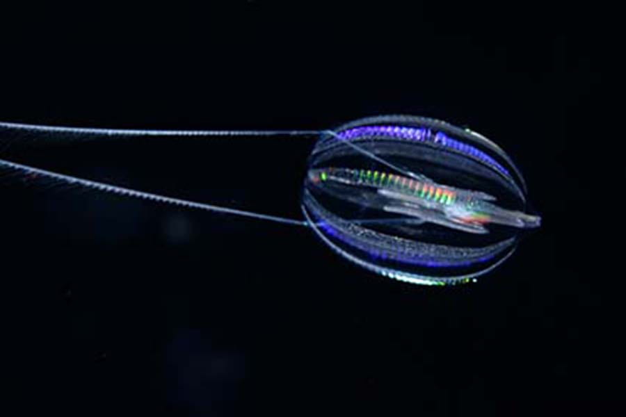 Comb jellies proven to be the sibling group to all other animals