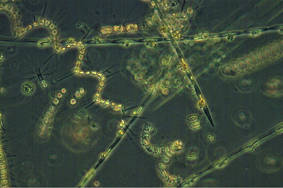 Phytoplankton use photosynthesis to convert carbon dioxide into organic compounds like carbohydrates, fats, and proteins. Only a small fraction of this organic matter produced by phytoplankton is transferred (exported) to deeper layers of the ocean, either through sinking particles (a more efficient process) or downward mixing of dissolved carbon (a less efficient process). (Credit: NOAA Fisheries)