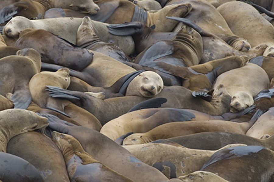 As the California sea lion population got bigger, so did male sea lions