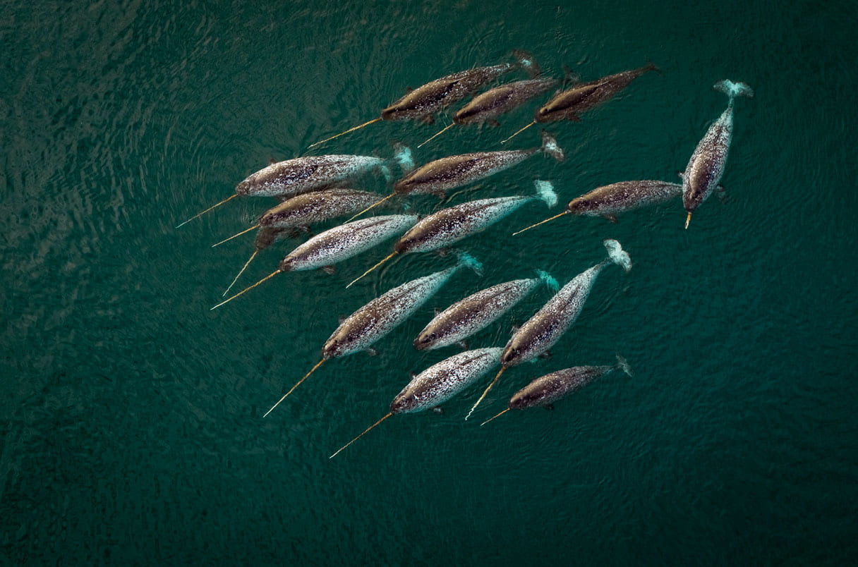 A pod of narwhals swims near Canada’s Somerset Island.BRIAN SKERRY/MINDEN PICTURES