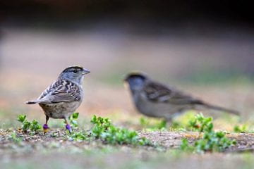 Golden-crowned sparrows return to overwintering sites in part because of their friends
