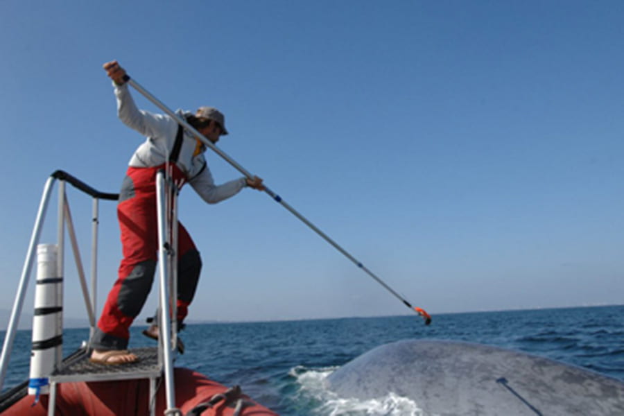Scientists using biologging tags to study the movement and migratory behavior of whales off California in response to climate change. Photo: Friedlaender Lab