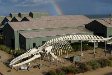 Following decades in a harsh coastal climate, blue whale skeleton undergoes 3D scan prior to safety-related descent to the ground
