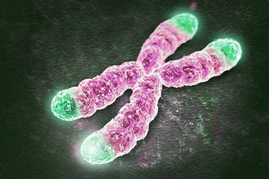 New study finds potential targets at chromosome ends for degenerative disease prevention