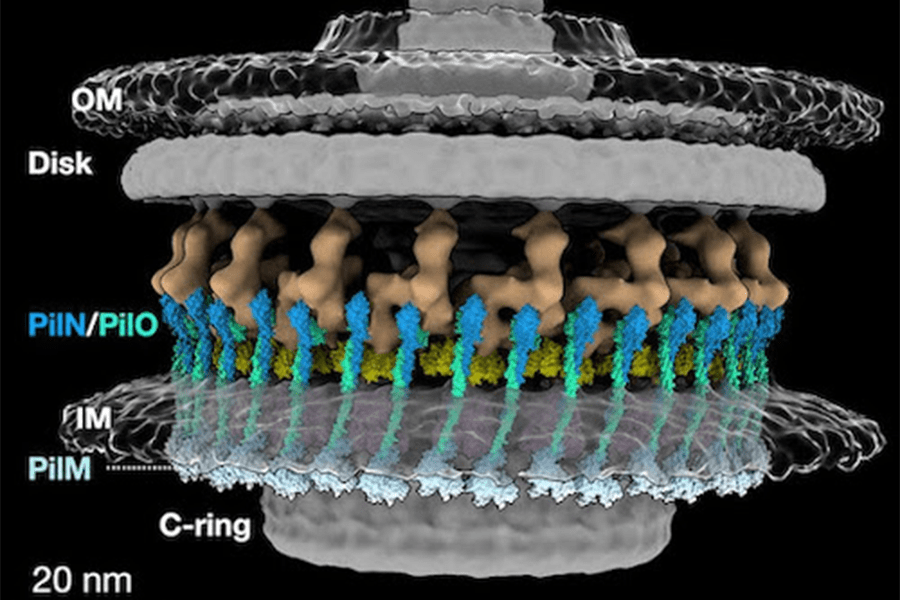 A side-view rendering of the H Pylori flagellar motor shows the PilN, PilO and PilM proteins, which are usually associated with pili rather than flagell. (Image from the Liu Lab at Yale University)