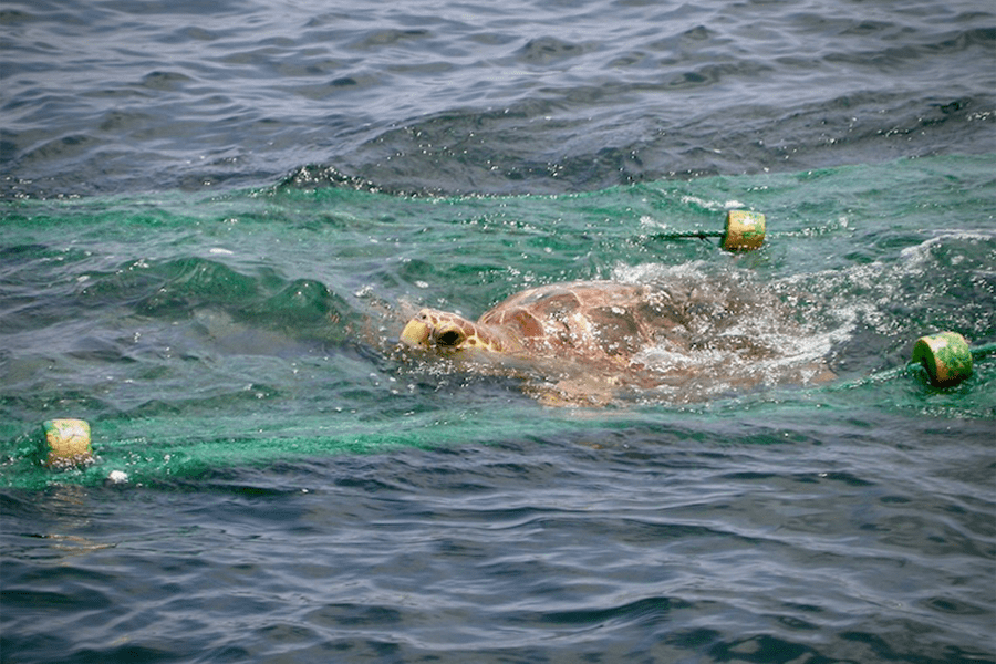 A loggerhead turtle caught in a fishing net (Photo by Elliott Hazen, UC Santa Cruz)