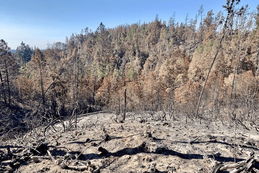 Closer water monitoring needed as wildfires increase